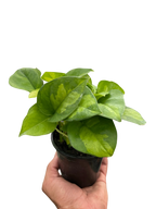 Global Green Pothos — Patterned Easy-Care Vine live plant