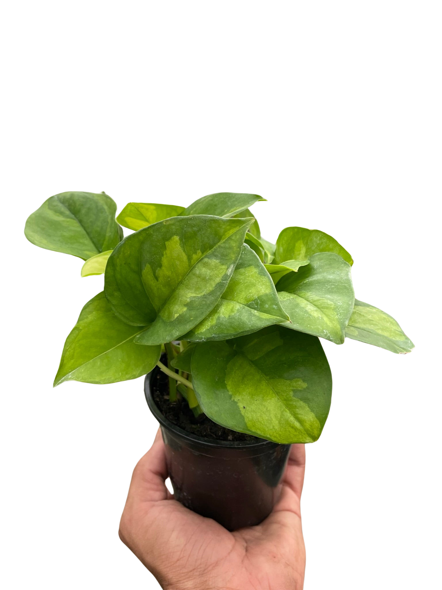 Global Green Pothos — Patterned Easy-Care Vine live plant
