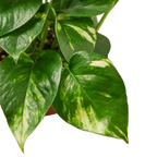 Golden Pothos — Easy-Care Trailing Houseplant live plant