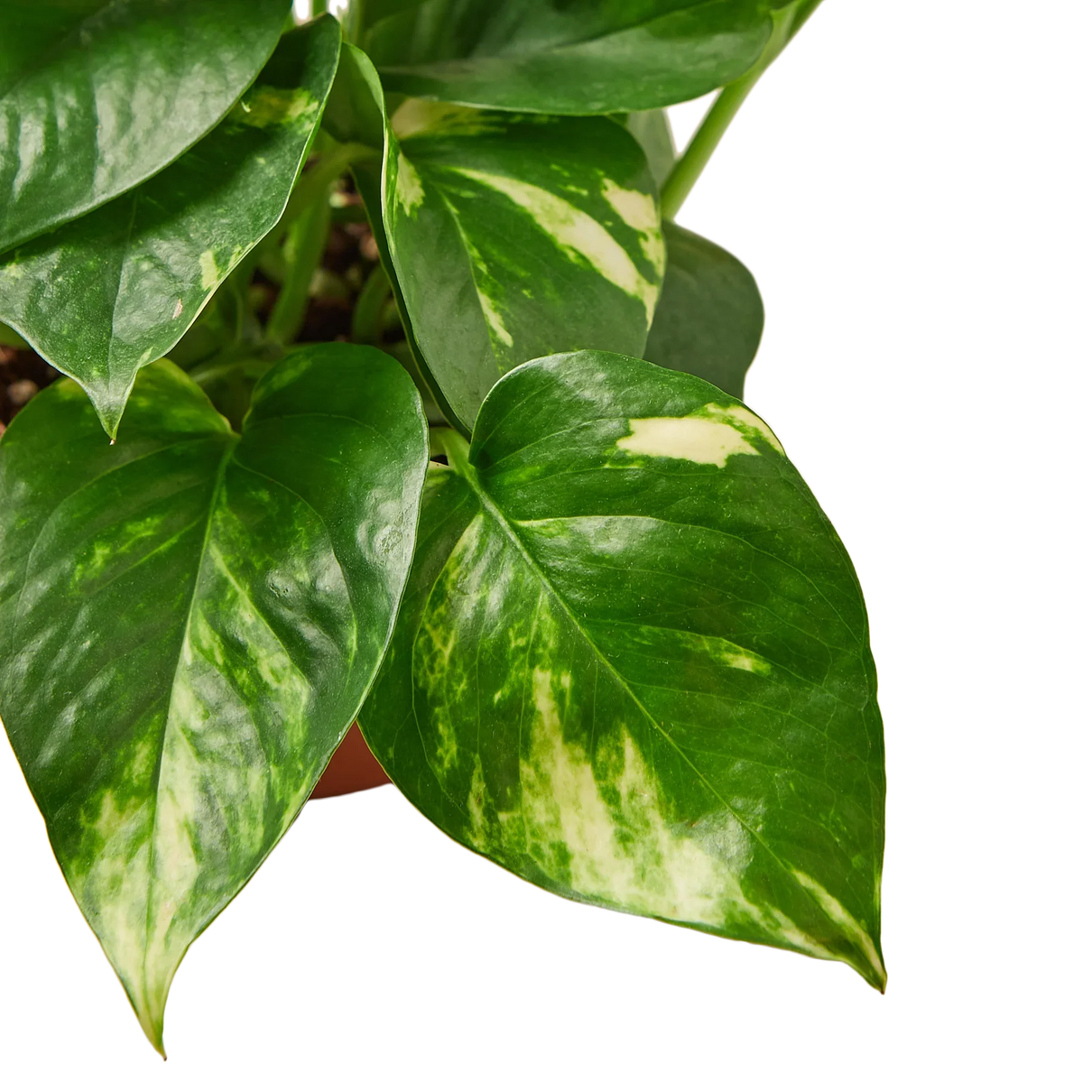 Golden Pothos — Easy-Care Trailing Houseplant live plant