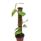 Pothos Jade Satin Albo