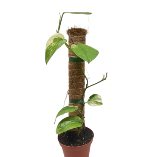 Pothos Jade Satin Albo