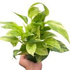 Neon Queen Pothos — Lime Variegated Vine live plant