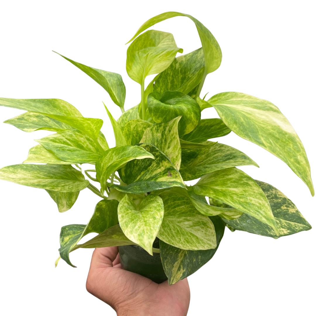 Neon Queen Pothos — Lime Variegated Vine live plant