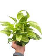 Neon Queen Pothos — Lime Variegated Vine live plant