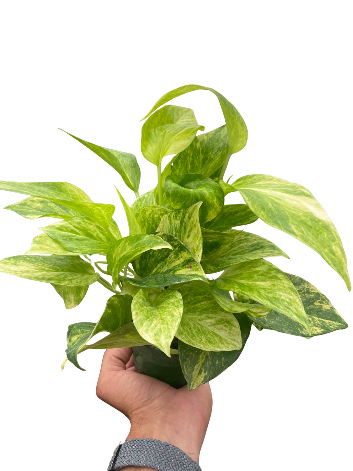 Neon Queen Pothos — Lime Variegated Vine live plant