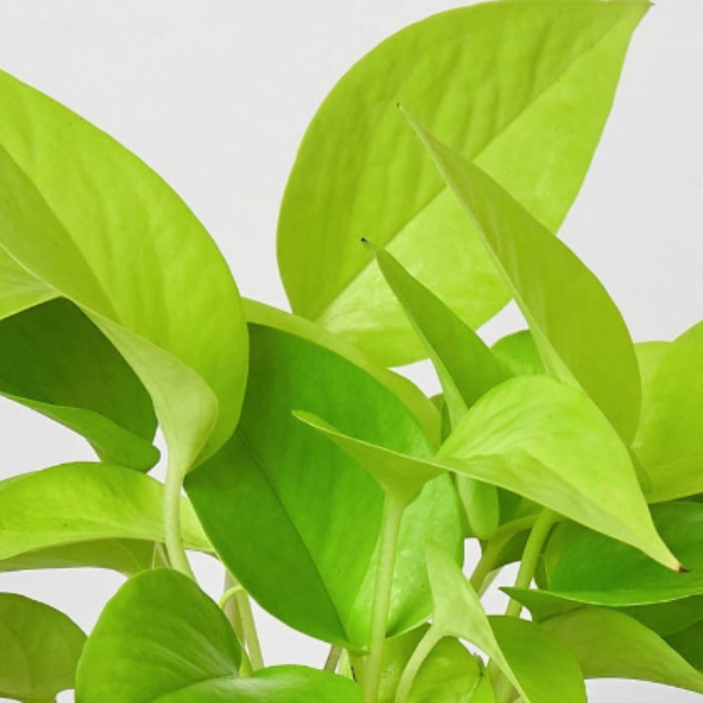 Neon Pothos — Bright Chartreuse Vine live plant