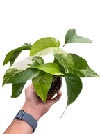 Pothos 'Albo Variegata'