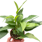 Pothos Skeleton Key