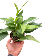Pothos Skeleton Key