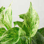 Marble Queen Pothos — Variegated Trailing Houseplant live plant
