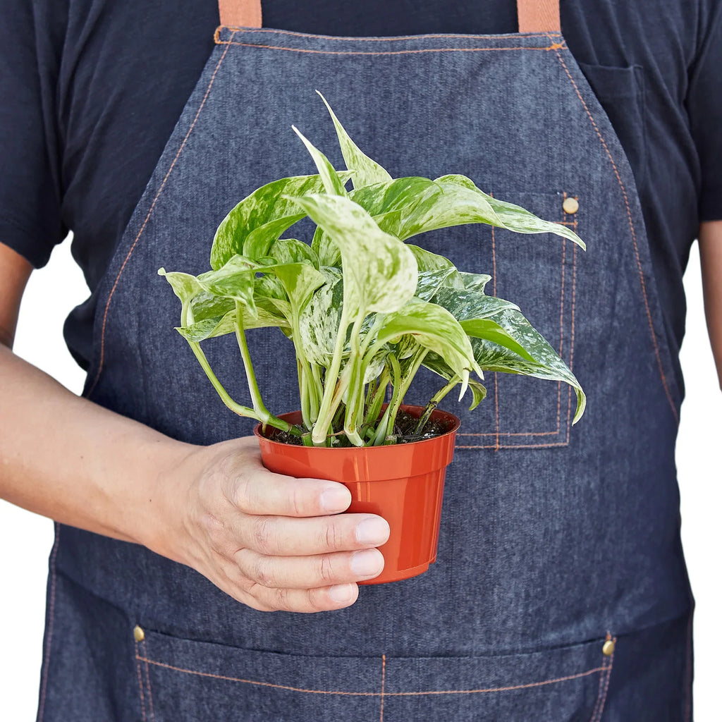 Marble Queen Pothos — Variegated Trailing Houseplant live plant