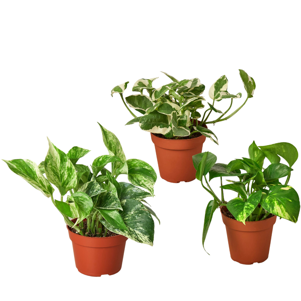 Pothos Trio — Three Easy-Care Houseplants live plant