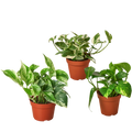 Pothos Trio — Three Easy-Care Houseplants