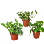 Pothos Trio — Three Easy-Care Houseplants live plant