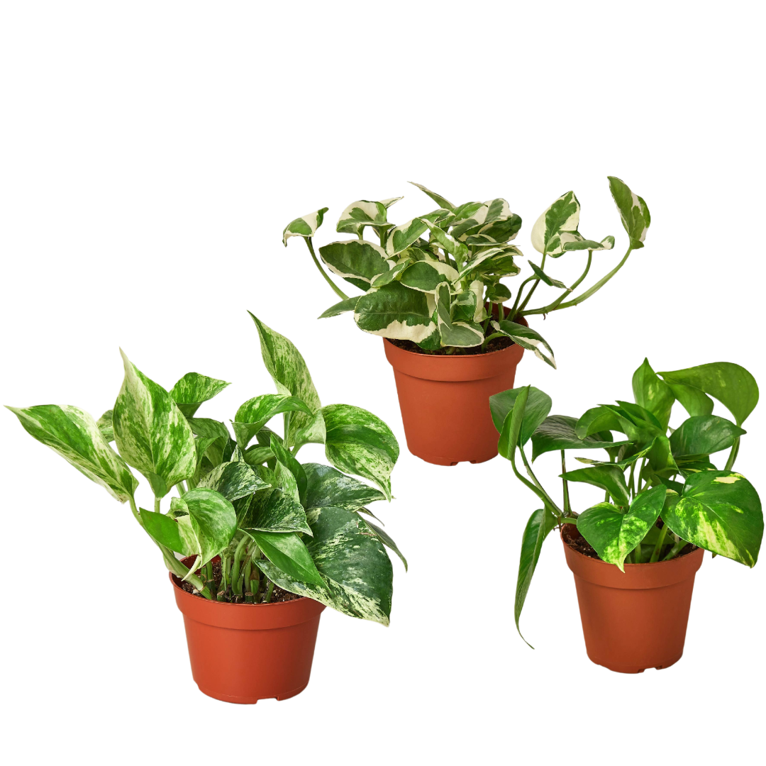 Pothos Trio — Three Easy-Care Houseplants live plant