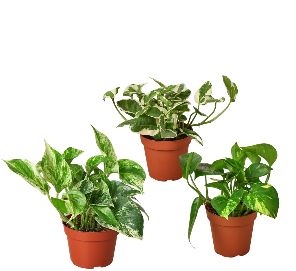 Pothos Trio — Three Easy-Care Houseplants live plant