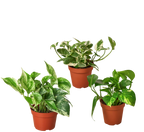 Pothos Trio — Three Easy-Care Houseplants live plant