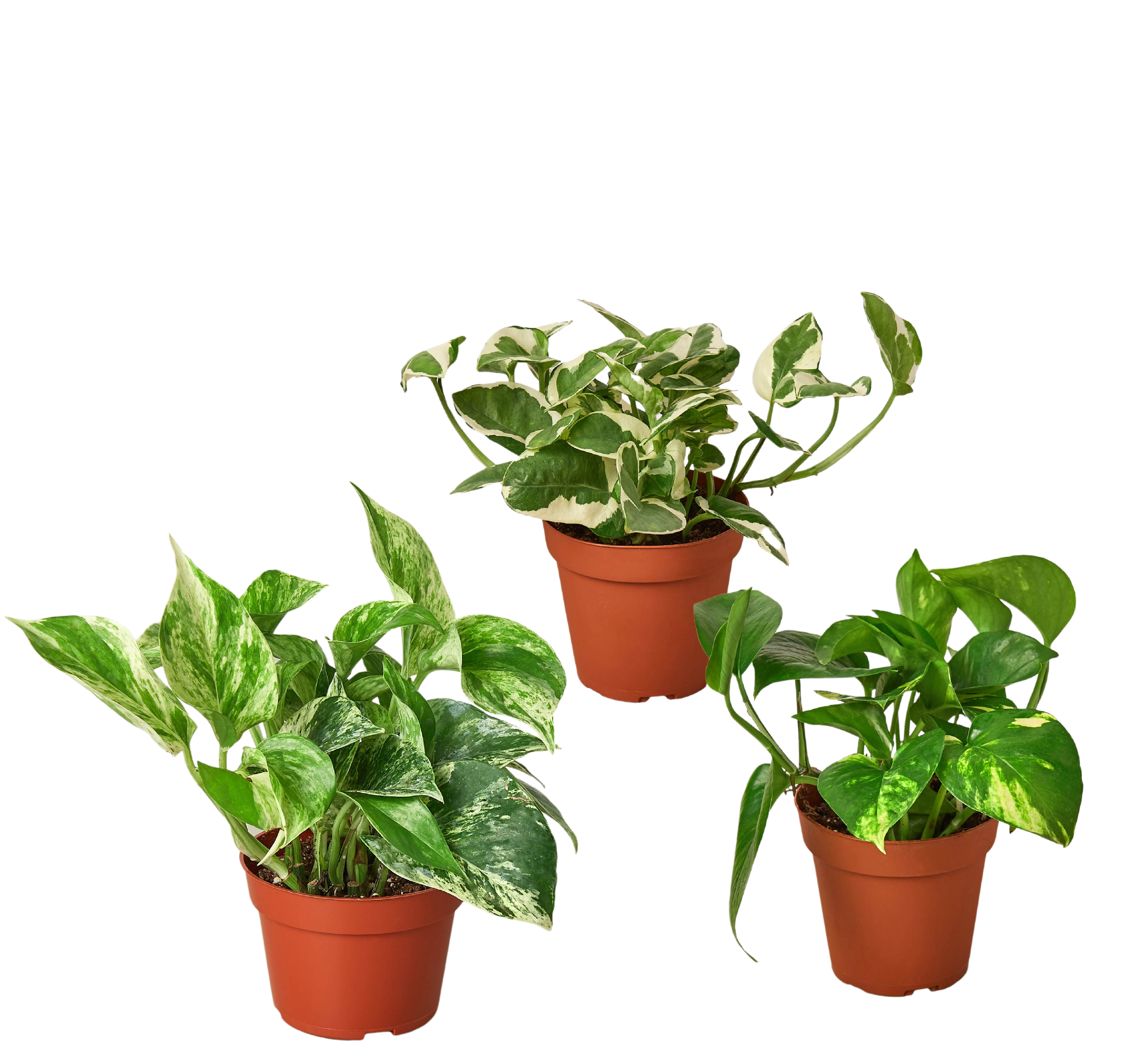 Pothos Trio — Three Easy-Care Houseplants live plant