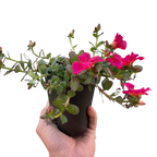 Purslane