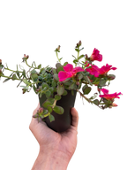 Purslane