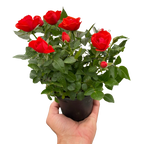 Mini Rose Bush