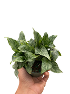 Schismatoglottis 'Thailand'