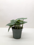 Scindapsus Platinum Java