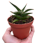 Snake 'Lavranos'