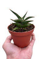 Snake 'Lavranos'