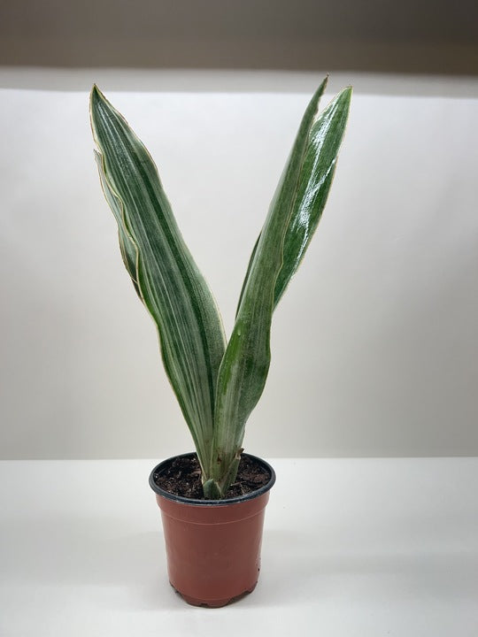 Sayuri Snake Plant — Silver Upright Foliage live plant