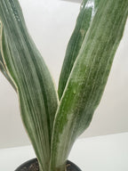 Sayuri Snake Plant — Silver Upright Foliage live plant