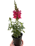 SnapDragon