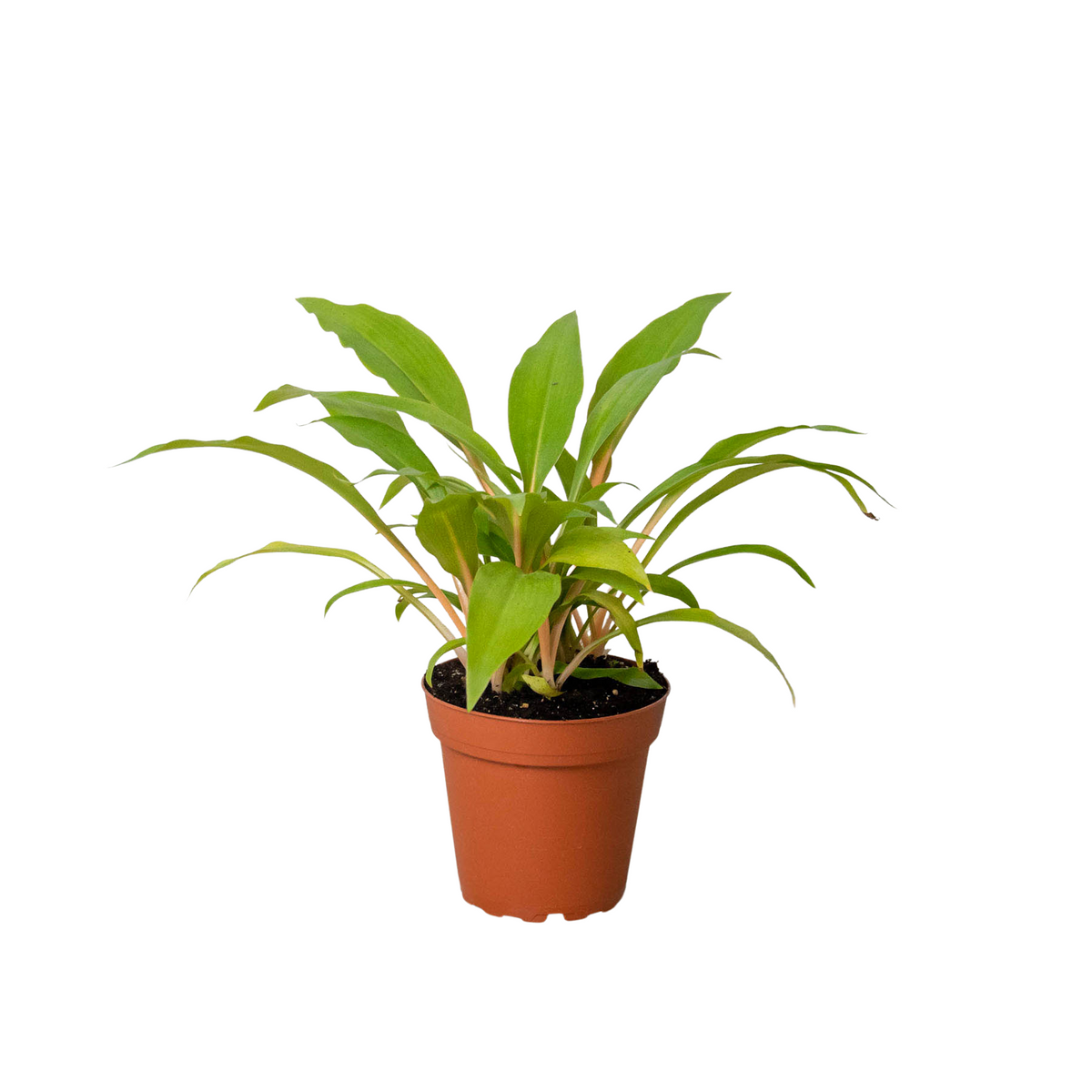 Fire Flash Spider Plant — Orange Stem Houseplant live plant