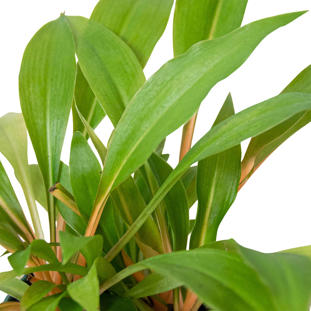 Fire Flash Spider Plant — Orange Stem Houseplant live plant