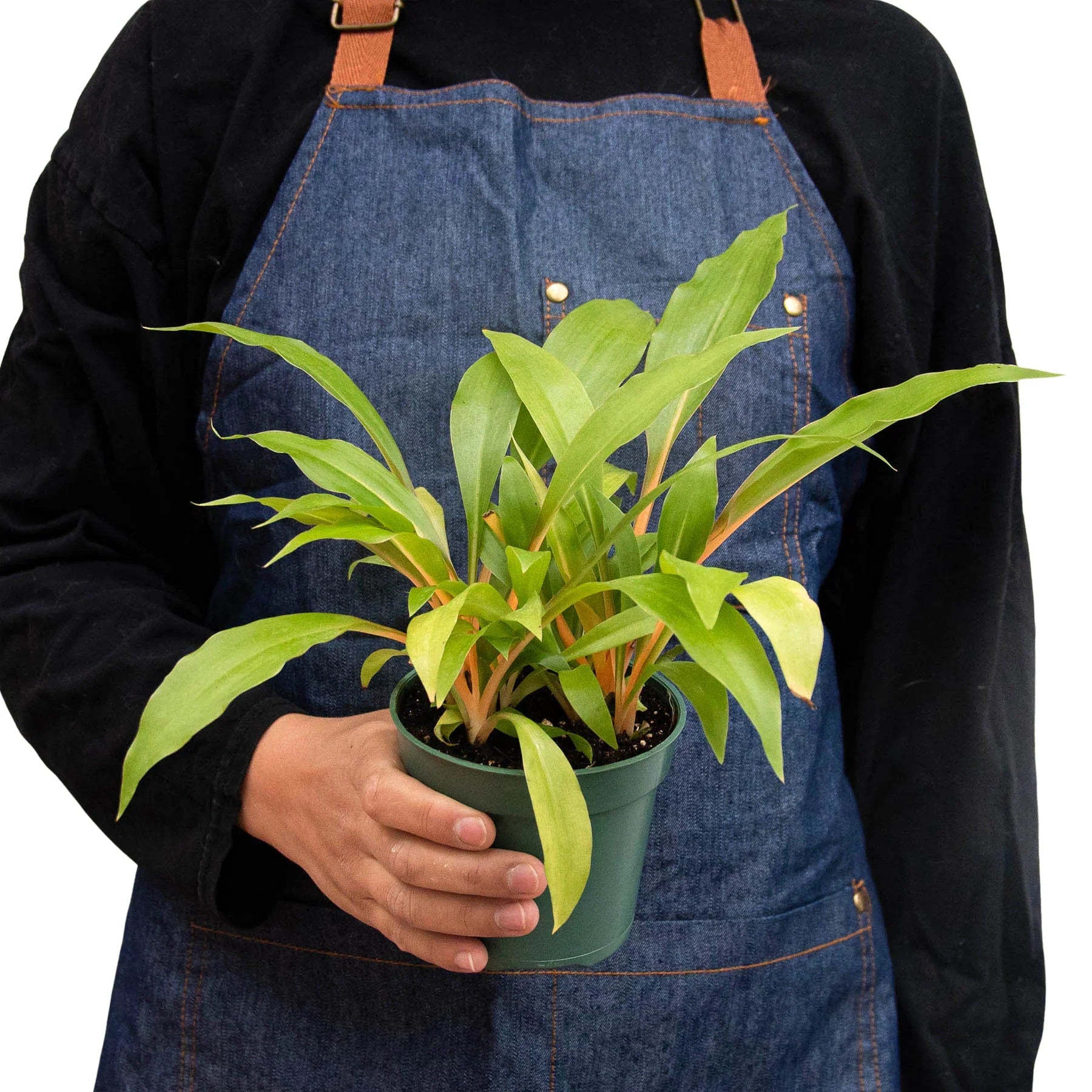 Fire Flash Spider Plant — Orange Stem Houseplant live plant
