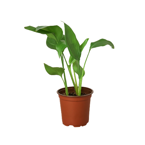White Bird of Paradise — Tall Tropical Houseplant live plant