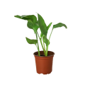 White Bird of Paradise — Tall Tropical Houseplant