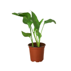 White Bird of Paradise — Tall Tropical Houseplant live plant
