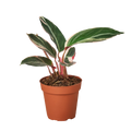 Stromanthe Triostar — 4-Inch Pot
