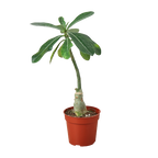 Succulent Adenium Obesum 'Desert Rose'