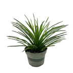 Succulent Agave Twin Flower