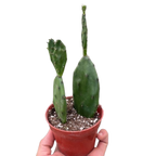 Succulent Prickly Pear Cactus