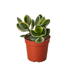 Succulent Crassula Jade Variegated