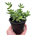 Delosperma echinatum 'Pickle Plant'
