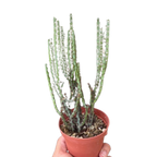 Succulent Euphorbia Aeruginosa