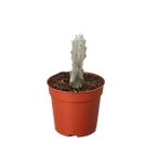 Succulent Euphorbia 'Dragon Bone'