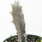 Succulent Euphorbia 'Dragon Bone'
