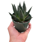 Succulent Gasteria Durban