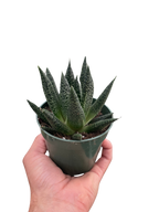 Succulent Gasteria Durban